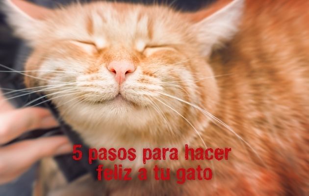 5 pasos para hacer feliz a tu gato 5 pasos para hacer feliz a tu gato