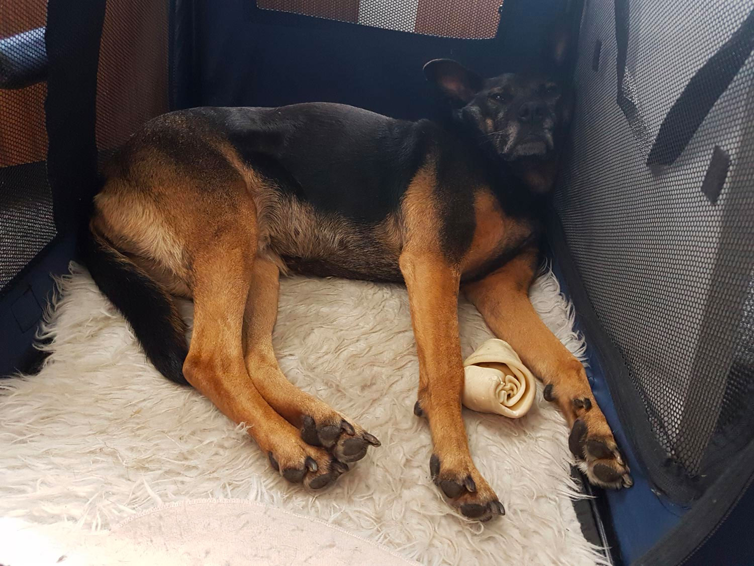 hund-julia-01 hund-julia-01