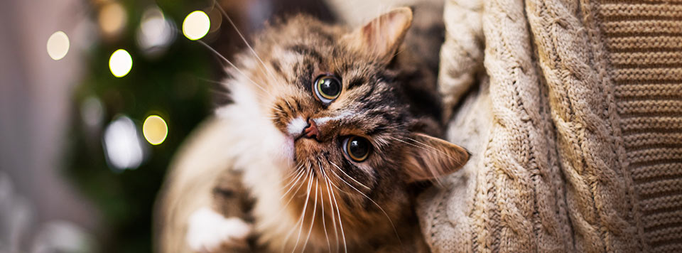 Header-Weihnachten-mit-Katze Header-Weihnachten-mit-Katze