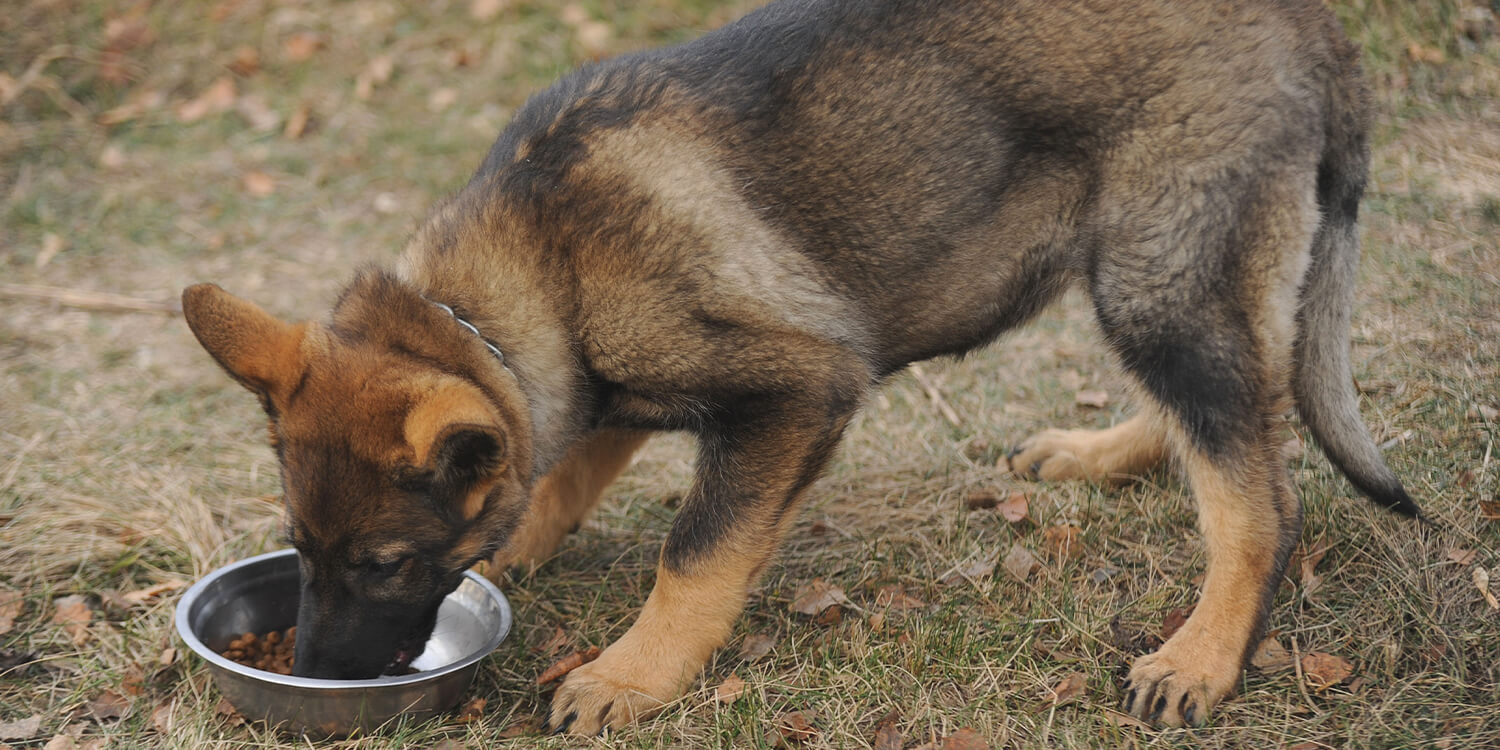 Futter für Schäferhund Futter für Schäferhund