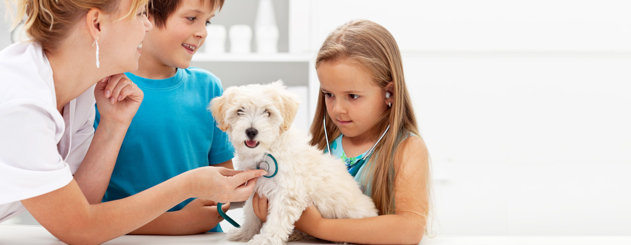 welpen-impfung welpen-impfung