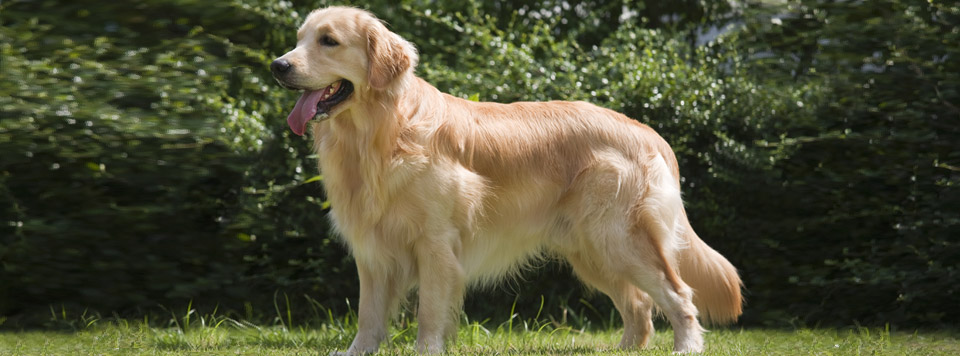 bierhefe-fuer-hunde bierhefe-fuer-hunde