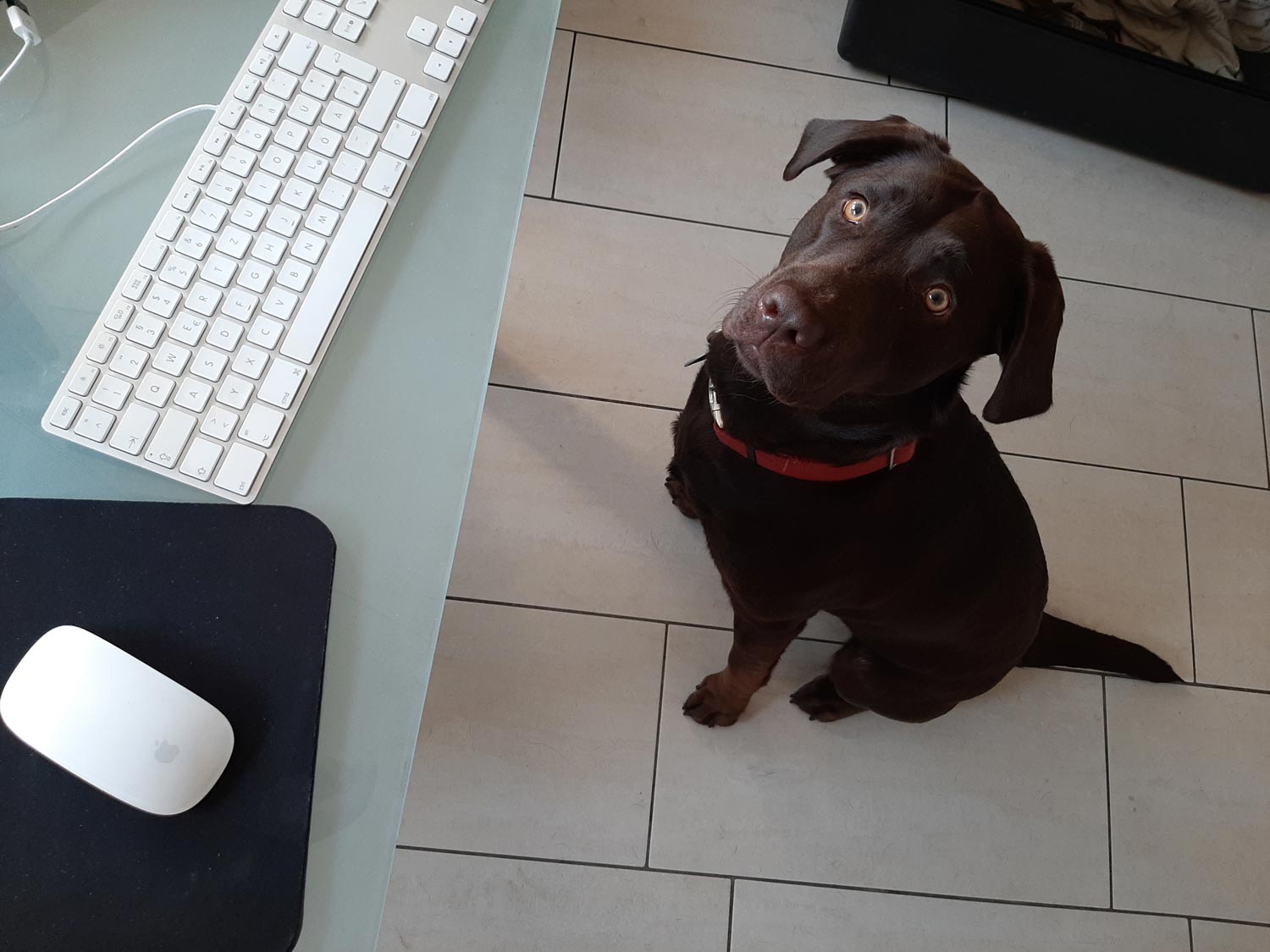 hund-madeleine hund-madeleine