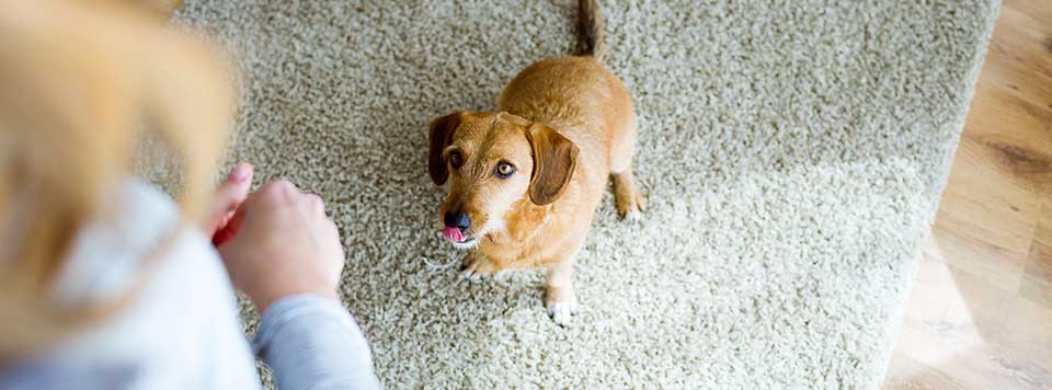 tipps-gegen-stumpfes-fell-hund tipps-gegen-stumpfes-fell-hund