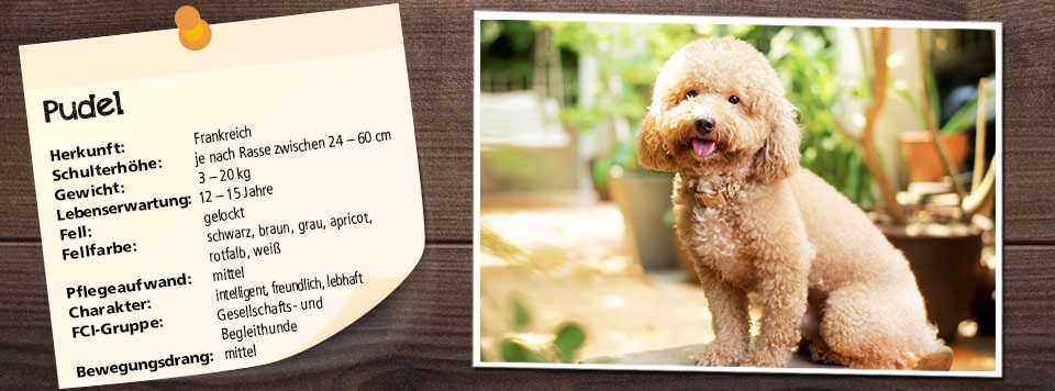 futter-fuer-pudel futter-fuer-pudel