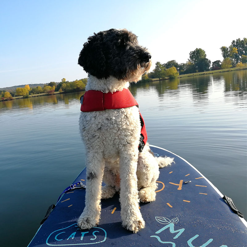 SUP mit Hund SUP mit Hund