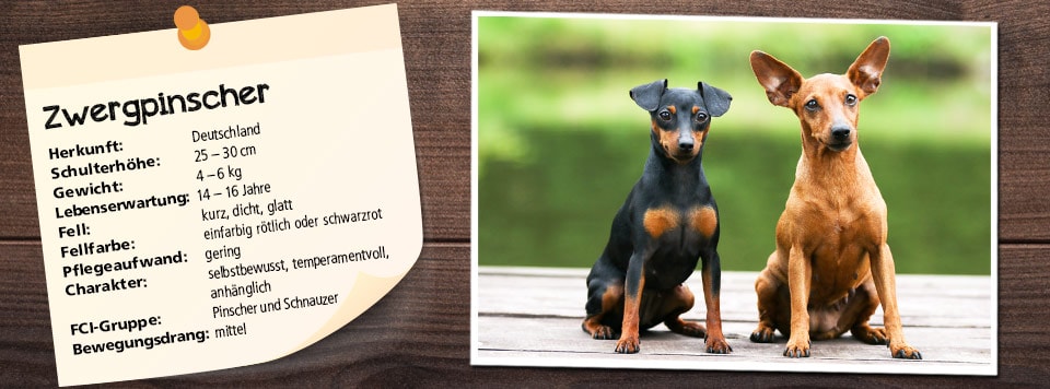 futterempfehlung-fuer-zwergpinscher futterempfehlung-fuer-zwergpinscher