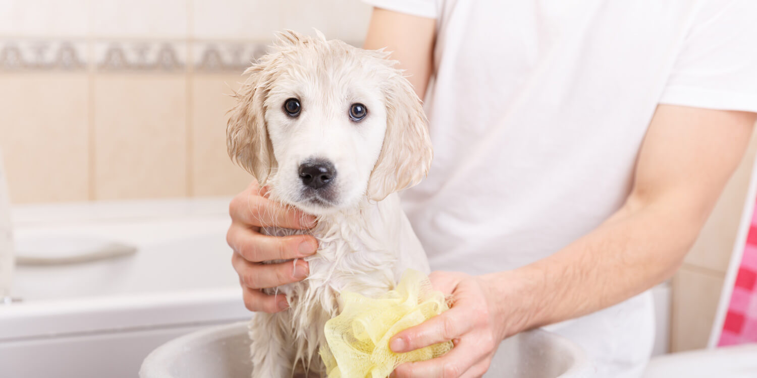 Welpe baden Welpe baden