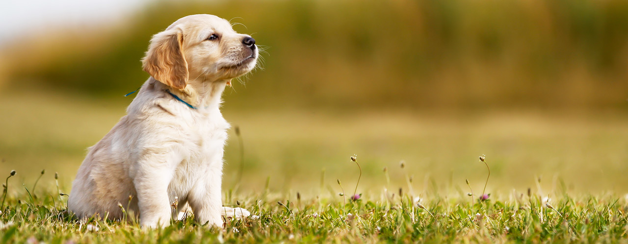 welpen-praegung-durch-die-umwelt welpen-praegung-durch-die-umwelt