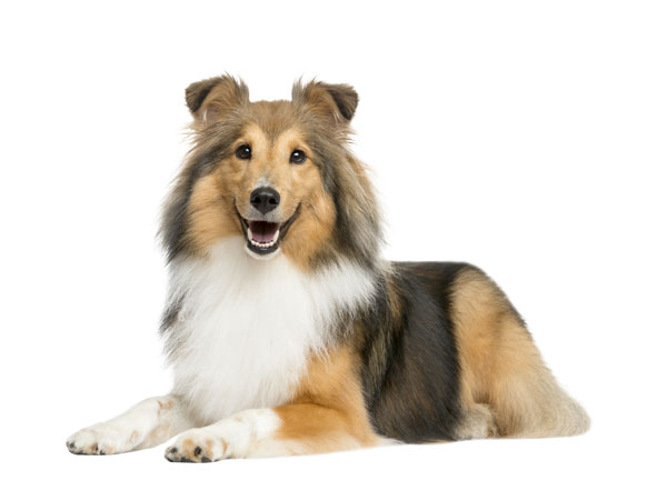 Langhaarcollie Langhaarcollie