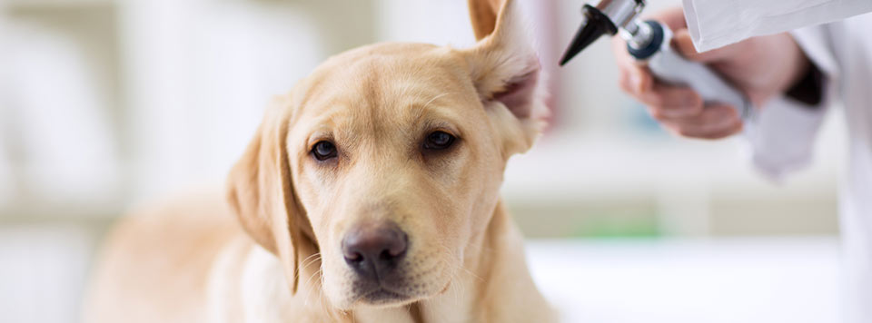 parasitenbefall-hund-uebersicht-tipps parasitenbefall-hund-uebersicht-tipps