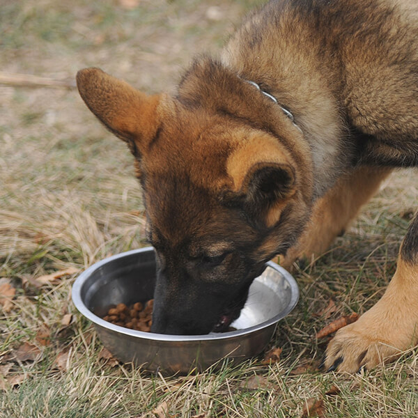 Futter für den Schäferhund Futter für den Schäferhund