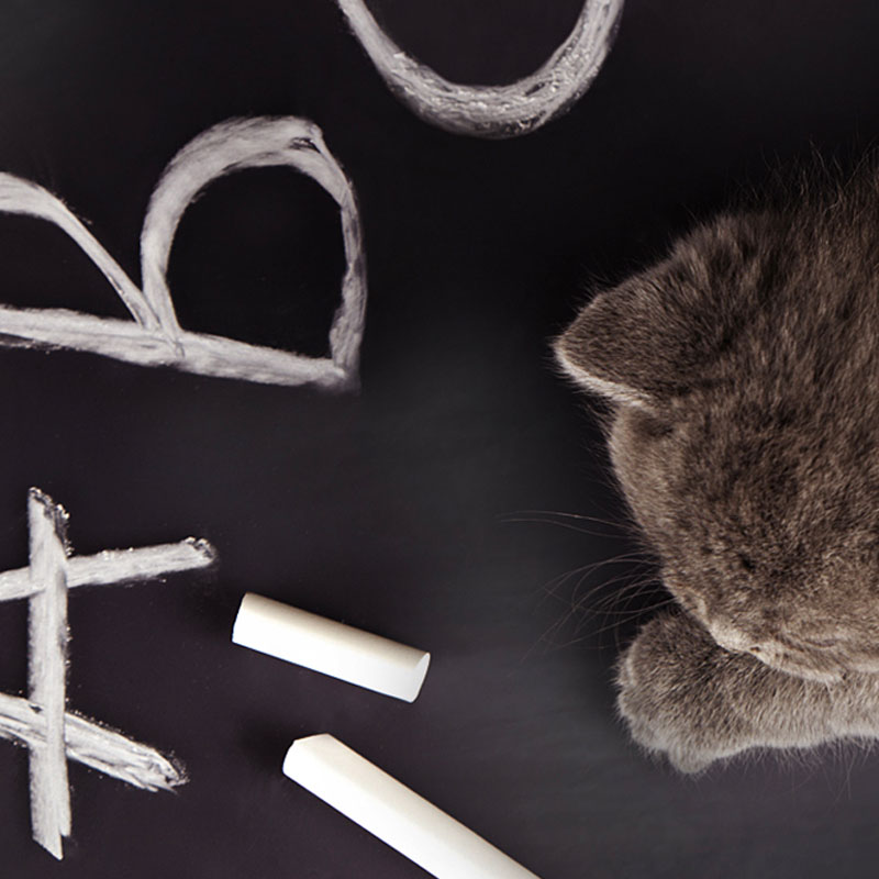 Katzennamen Katzennamen