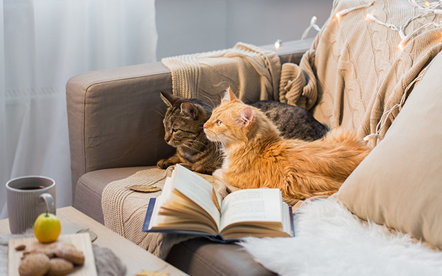 Teaser-Katze-zusammenführen Teaser-Katze-zusammenführen