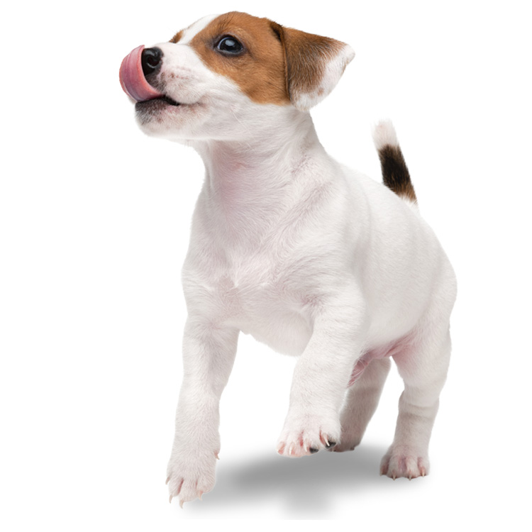 puppybox-international-content