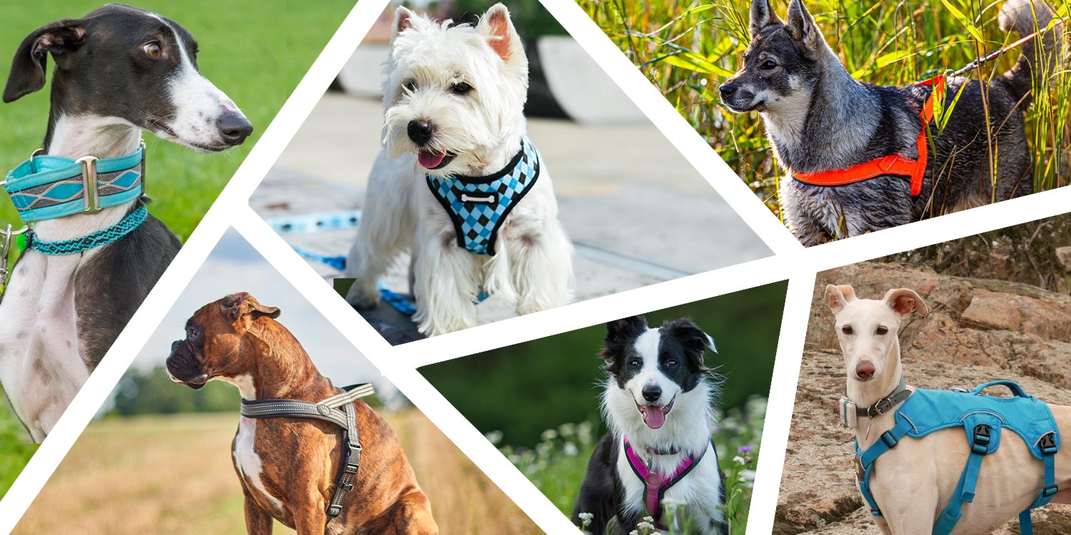 Geschirr oder Halsband Geschirr oder Halsband