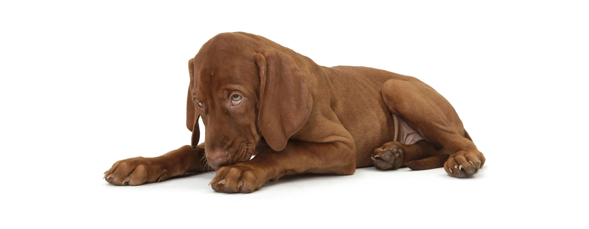 Was tun wenn der Welpe Durchfall hat welpe-durchfall-header