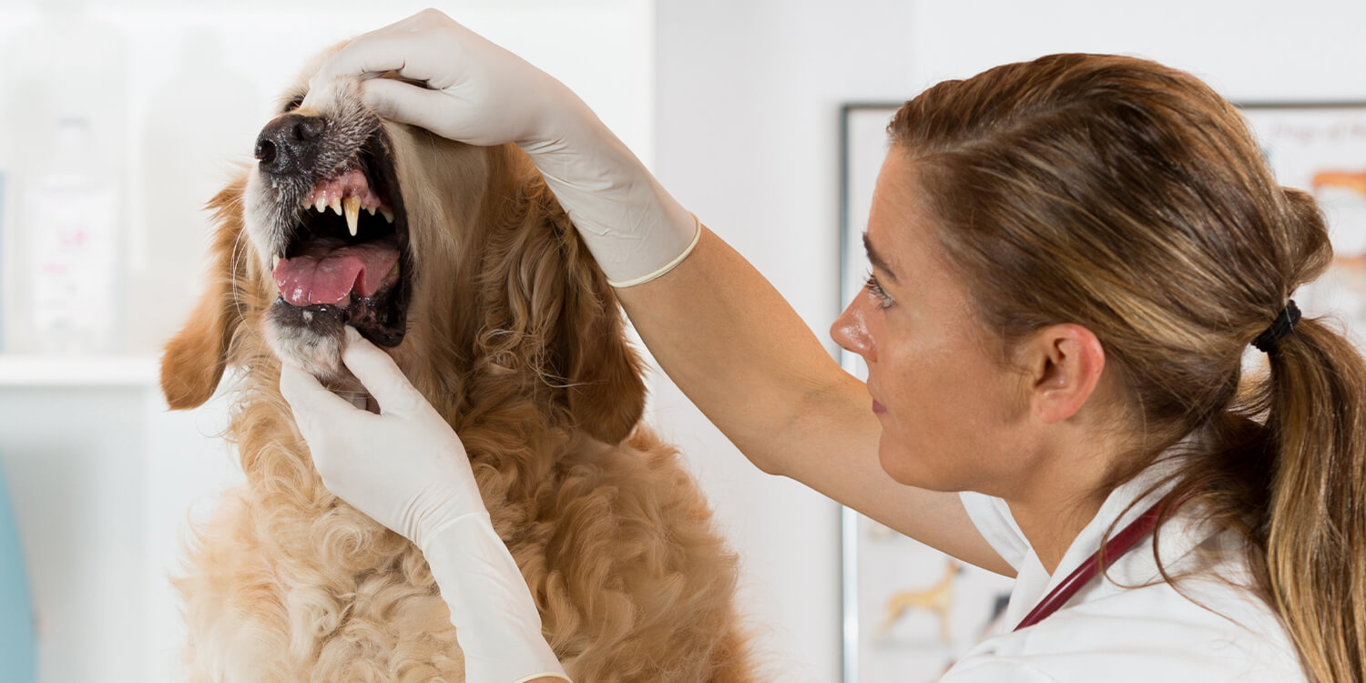 Zahnstien Hund Zahnstien Hund