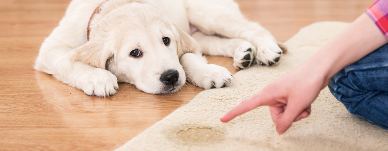 welpe-stubenrein-bekommen welpe-stubenrein-bekommen