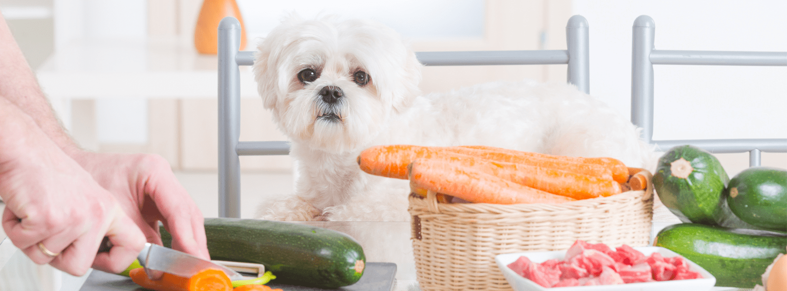 fellverfaerbung-beim-hund-durch-futter fellverfaerbung-beim-hund-durch-futter