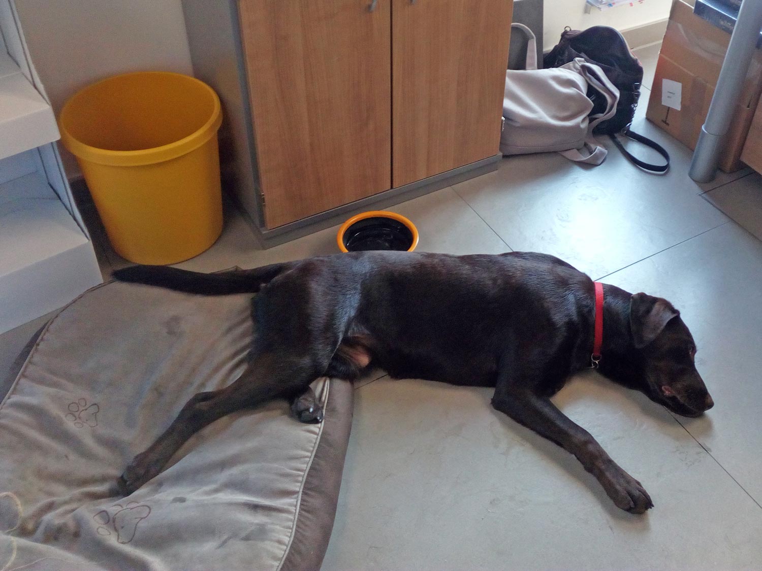 hund-madeleine-02 hund-madeleine-02