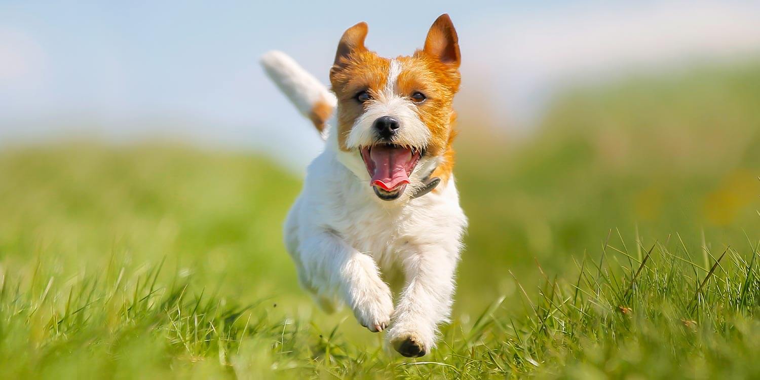 auslastung-vom-hund auslastung-vom-hund