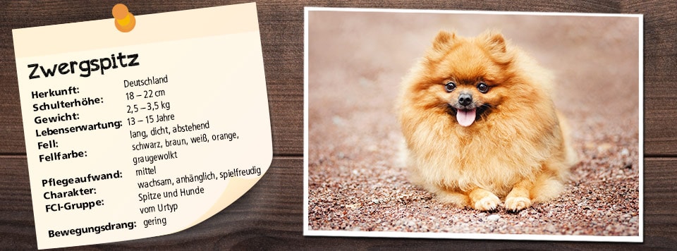 futter-fuer-zwergspitz futter-fuer-zwergspitz