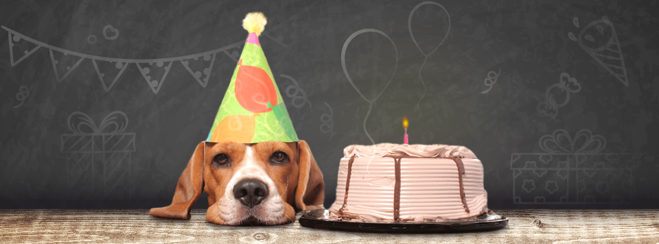 hunde-geburtstagskuchen hunde-geburtstagskuchen