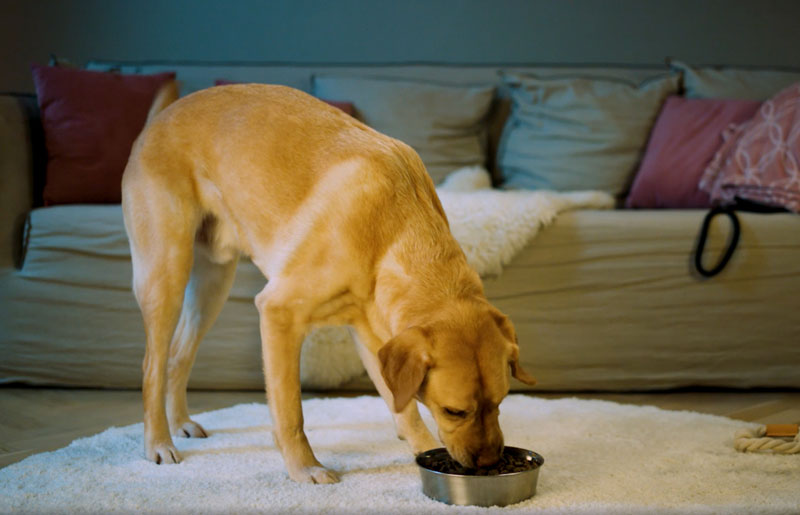 hunde-iberico hunde-iberico