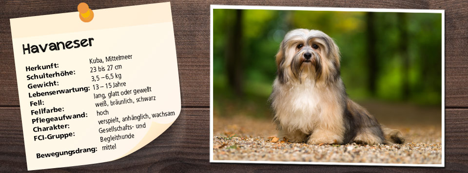futter-fuer-havaneser futter-fuer-havaneser