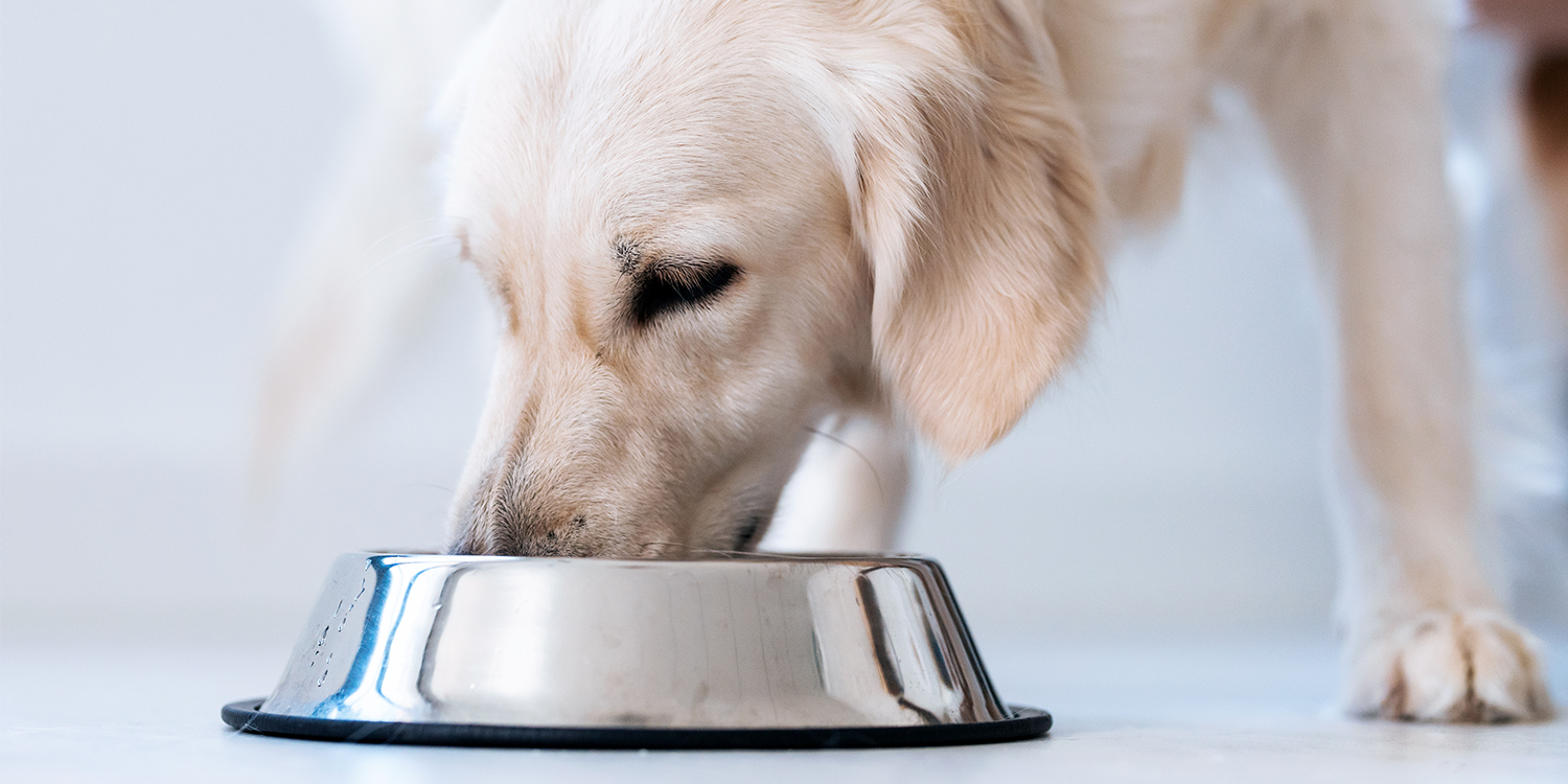 Golden Retriever Futter Golden Retriever Futter