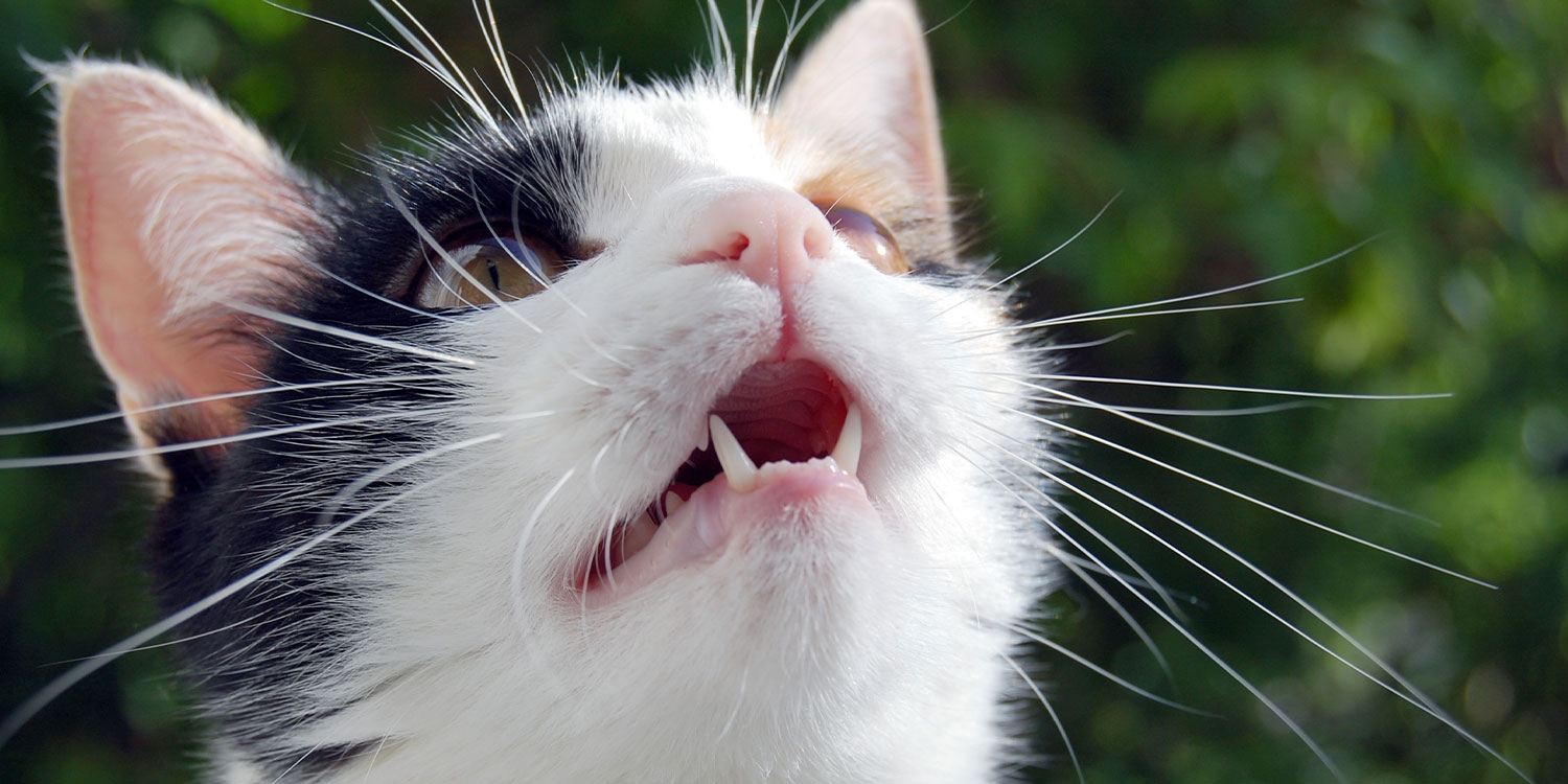 katze-mundgeruch katze-mundgeruch