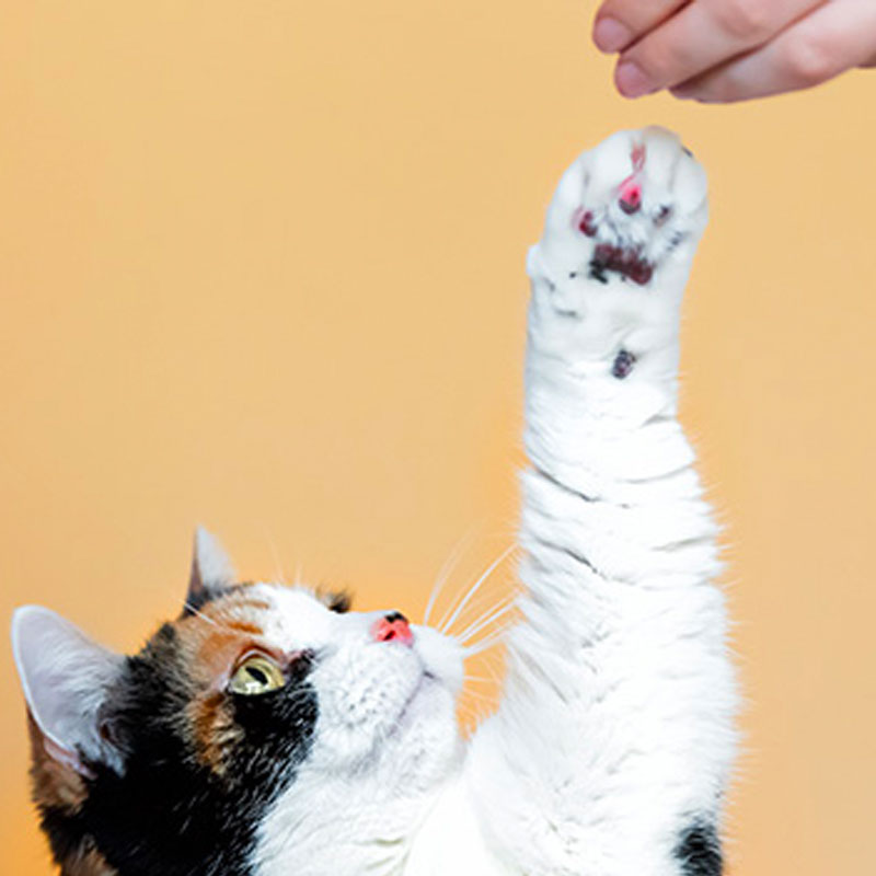 Clickertraining Katzen Clickertraining Katzen