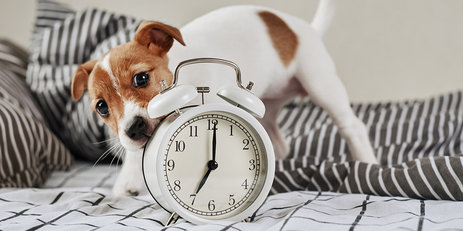 Zeitgefühl vom Hund Zeitgefühl vom Hund