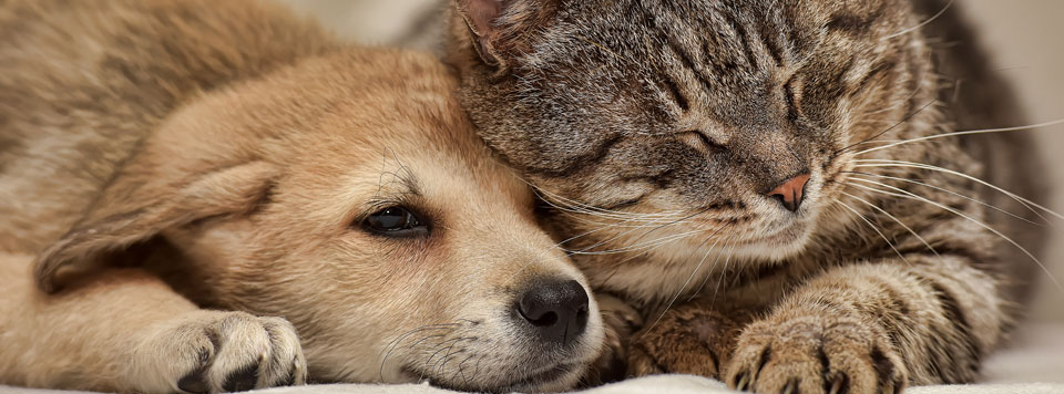 Hund-und-Katze-aneinander-gewoehnt Hund-und-Katze-aneinander-gewoehnt