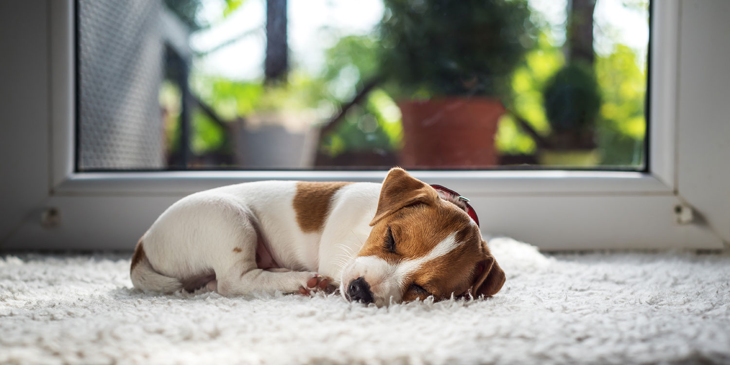 Welpe alleine Zuhause Welpe alleine Zuhause