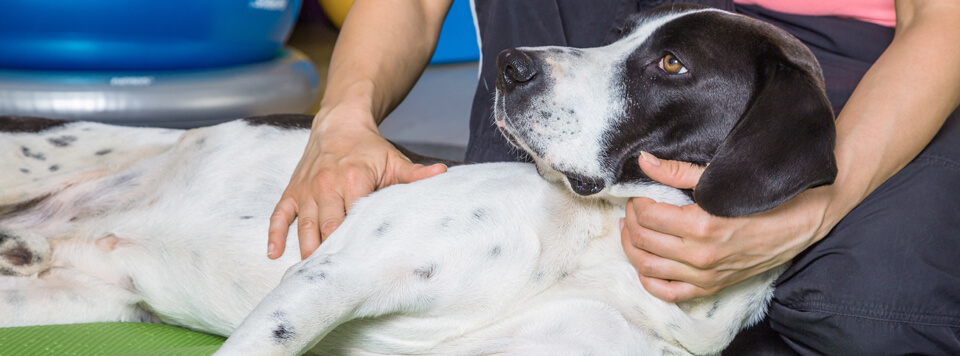 osteochondrose-beim-hund osteochondrose-beim-hund