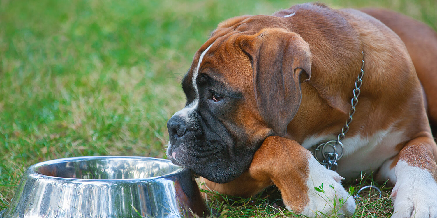 Futter für Boxer Futter für Boxer
