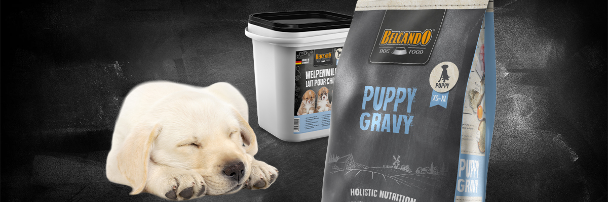 BELCANDO Puppy