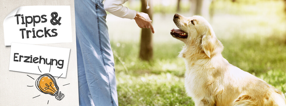 tipps-hundeerziehung-alltag tipps-hundeerziehung-alltag