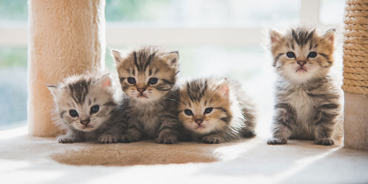 Leonardo Cat Food Kittenecke