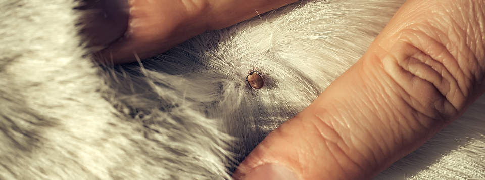 Zecken-bei-katze-Tipps-Header Zecken-bei-katze-Tipps-Header