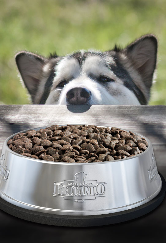 Mastercraft Camping mit Hund Mastercraft Camping mit Hund