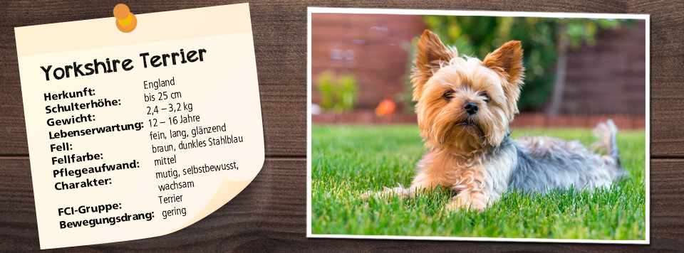 yorkshire-terrier-futter yorkshire-terrier-futter