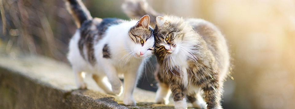 Header-Katzensprache Header-Katzensprache