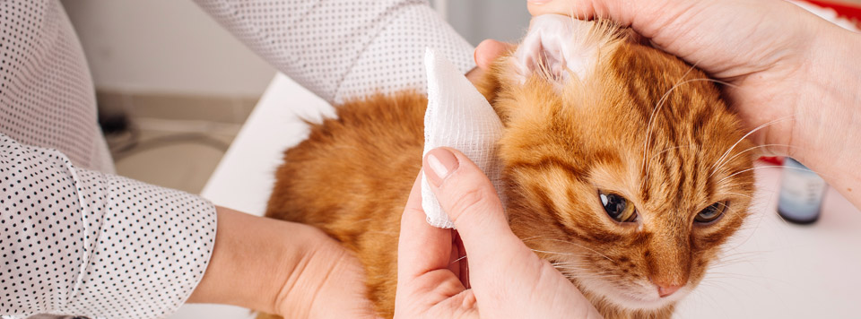 Header-Ohrmilben-Katze-Tipps-Hilfe Header-Ohrmilben-Katze-Tipps-Hilfe