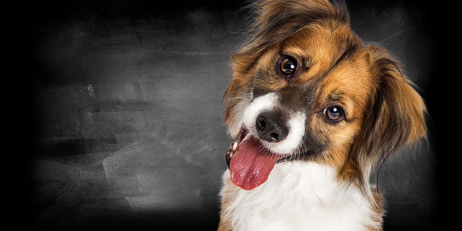 Belcando Feuchtnahrung