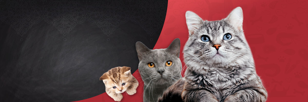 bl-produktübersicht-2024-header-lebensphase