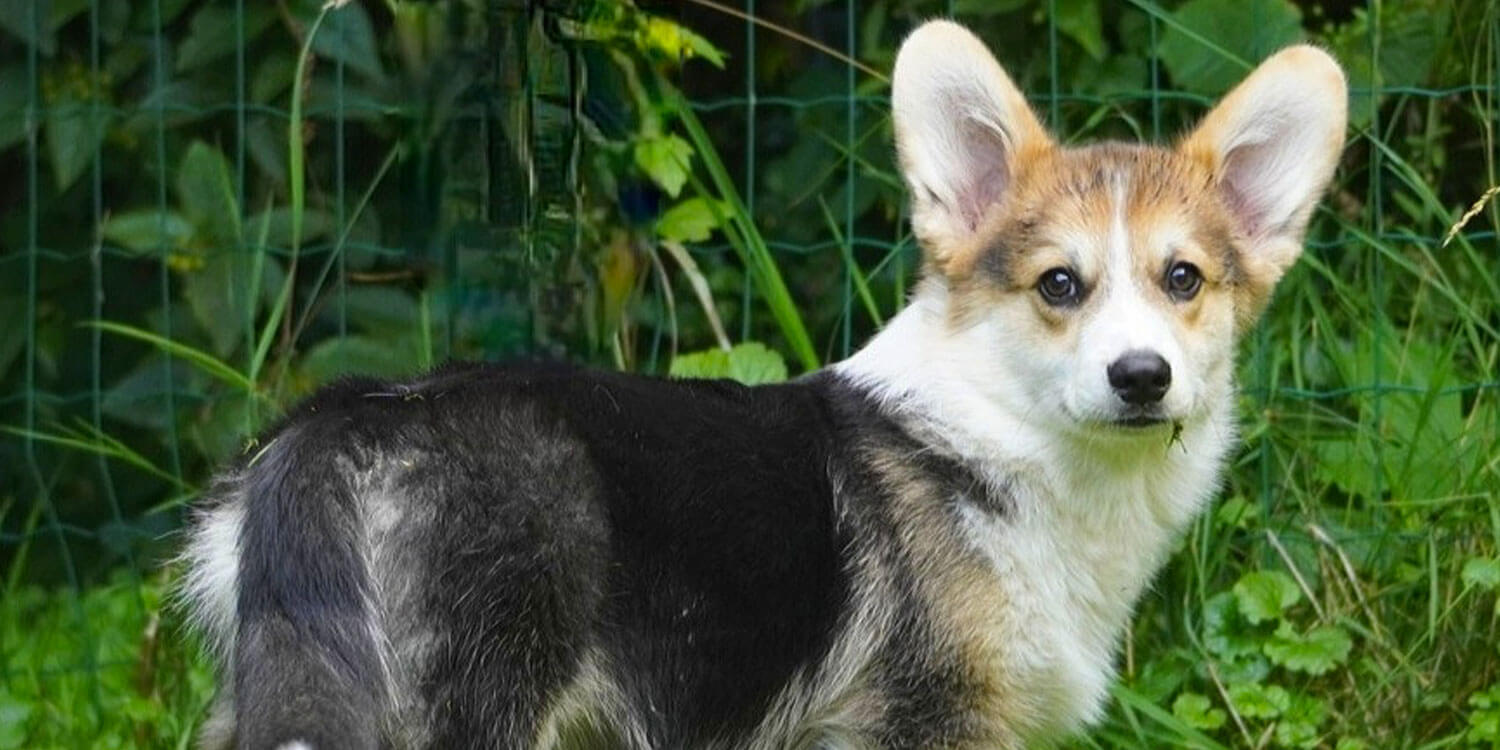 Welsh Corgi Pembroke Welsh Corgi Pembroke