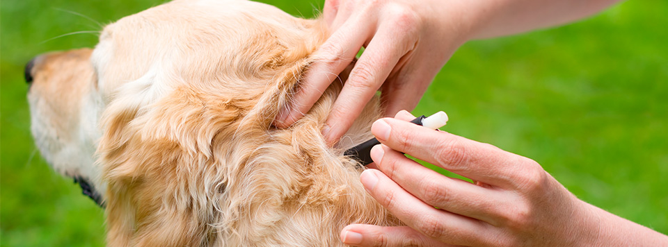 hilfe-gegen-zecke-beim-hund hilfe-gegen-zecke-beim-hund